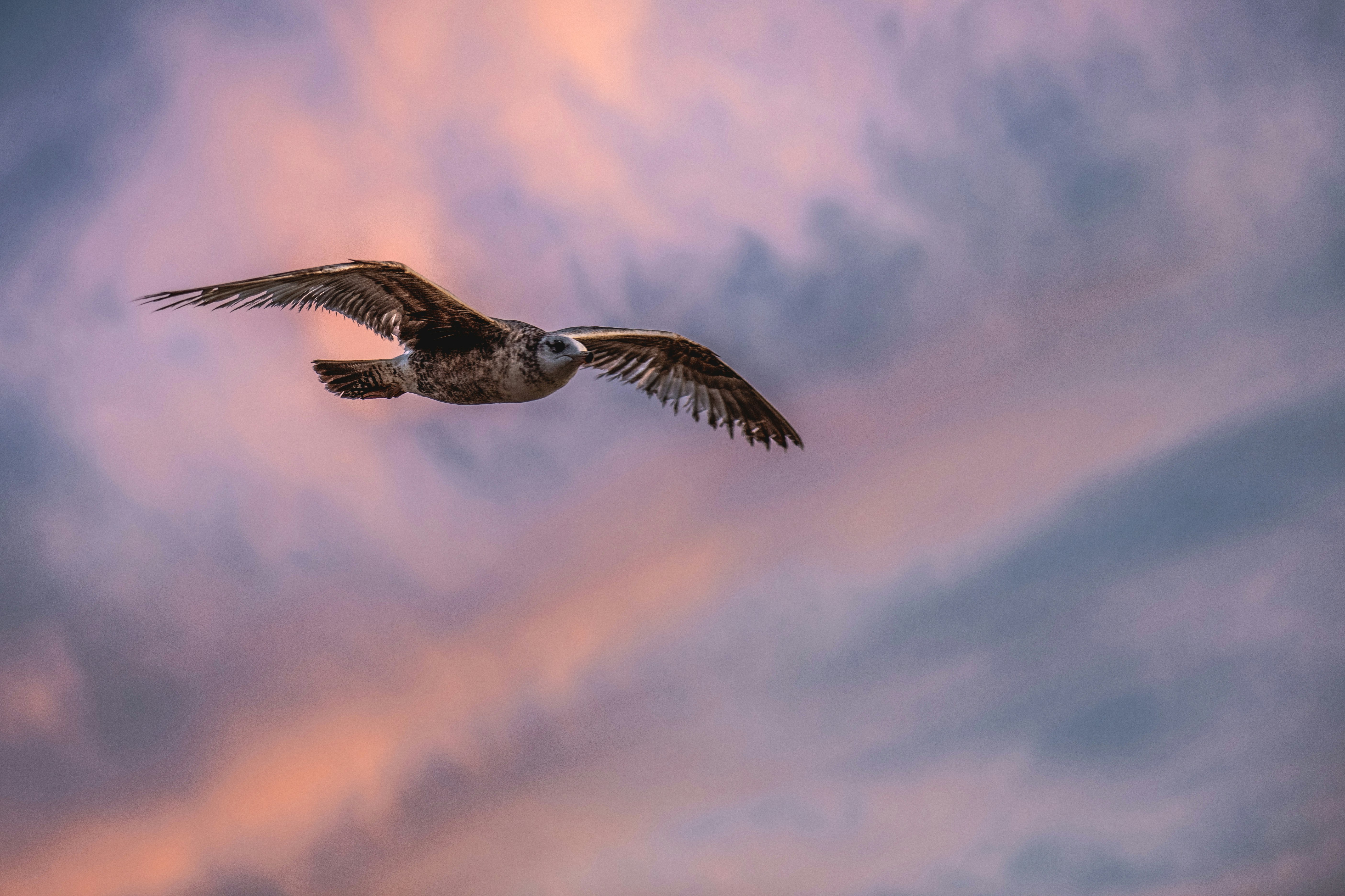 black and white bird flying under cloudy sky during daytime